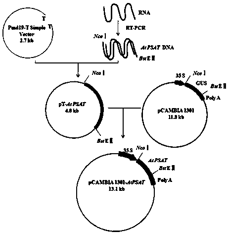 Application of phosphoserine aminotransferase gene in promoting plant growth and improving salt resistance