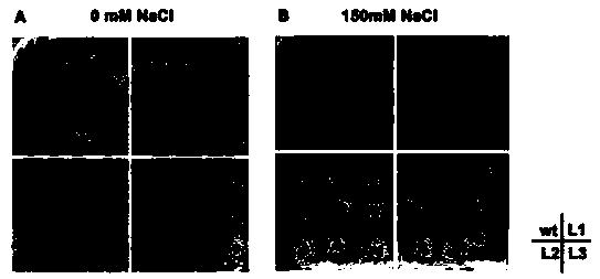 Application of phosphoserine aminotransferase gene in promoting plant growth and improving salt resistance