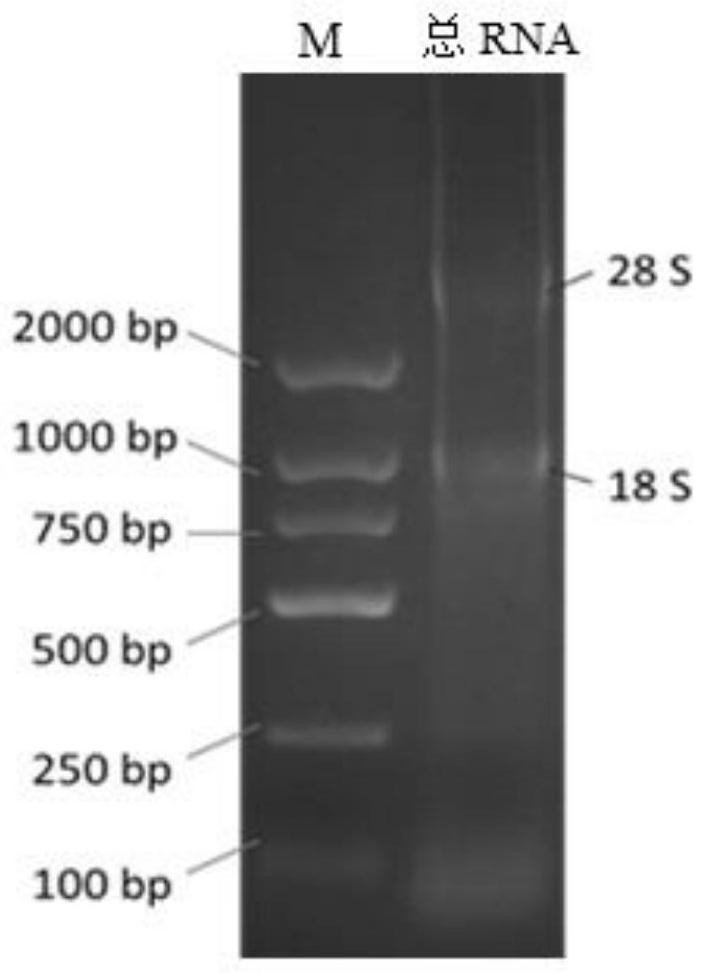 Novel coronavirus (SARS-COV-2) spike protein binding molecule and applications thereof