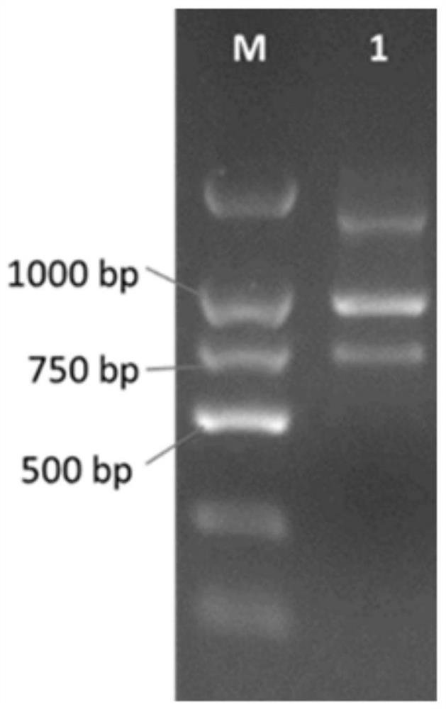 Novel coronavirus (SARS-COV-2) spike protein binding molecule and applications thereof