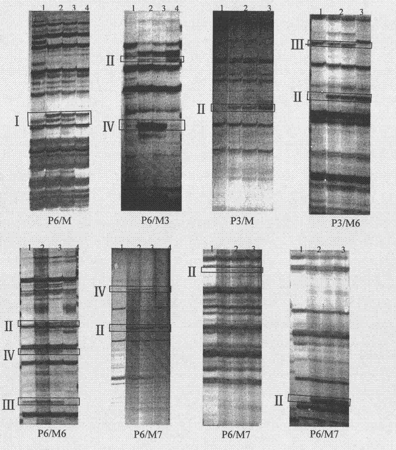 Genetic detection method of powdery mildew-resistant near-isogenic lines Brock/Jing411&lt;7&gt;