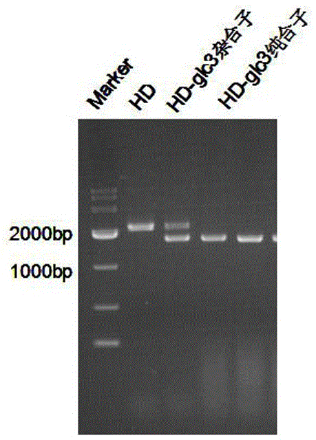 Method for increasing S-adenosyl-L-methionine yield by saccharomyces cerevisiae genetic engineering