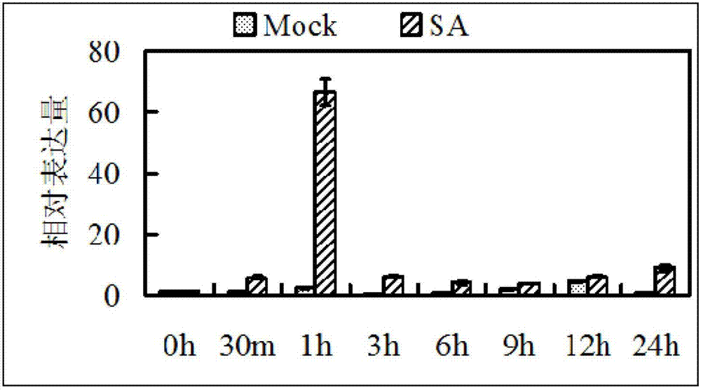 Application of rice WRKY transcription factor gene OsWRKY21 in cultivation of resistant varieties of plants