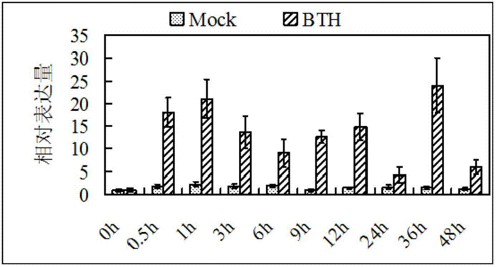 Application of rice WRKY transcription factor gene OsWRKY21 in cultivation of resistant varieties of plants