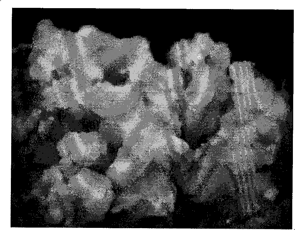 Preparation method of tuber pinellia polyploid plant