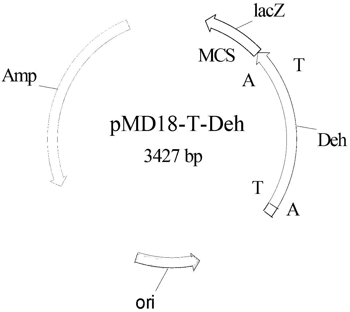 Halogenohydrin dehalogenation enzyme and encoding gene and vector and bacterial strain and application