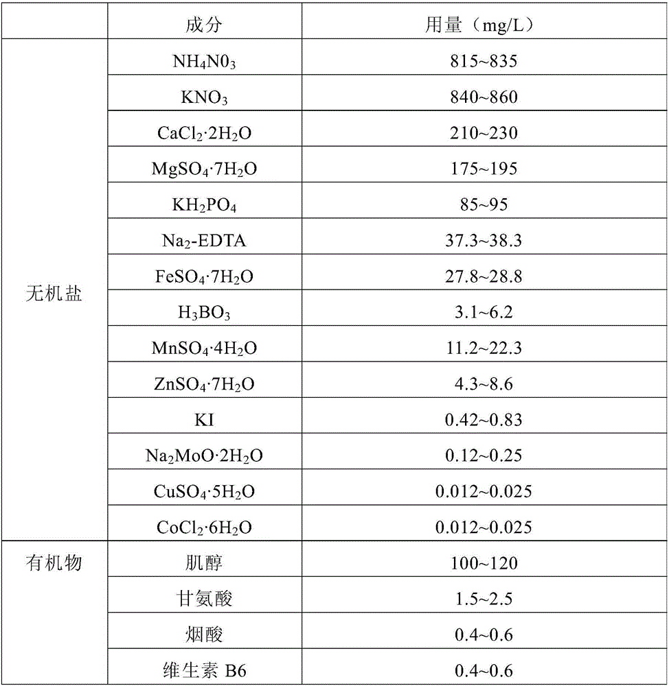 Rooting and seedling strengthening method for tissue culture seedling of gerbera jamesonii