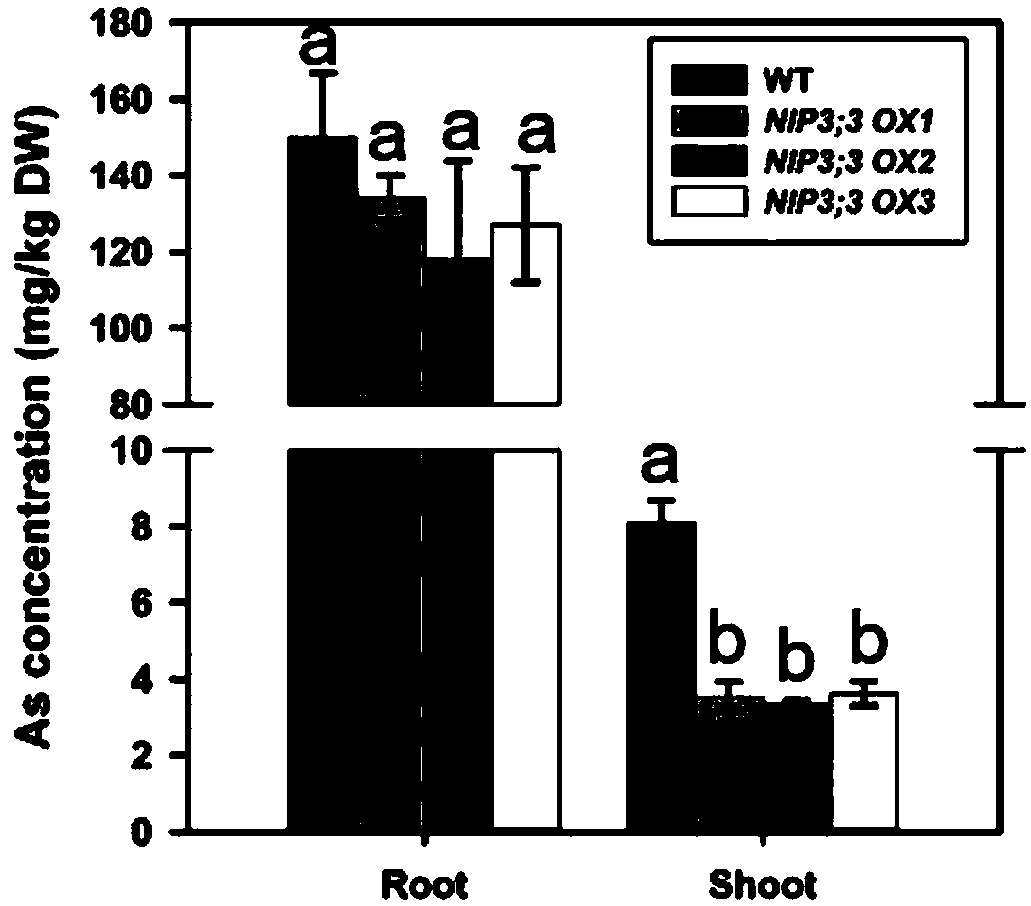 Application of water channel protein coded gene OsNIP3;3 of rice