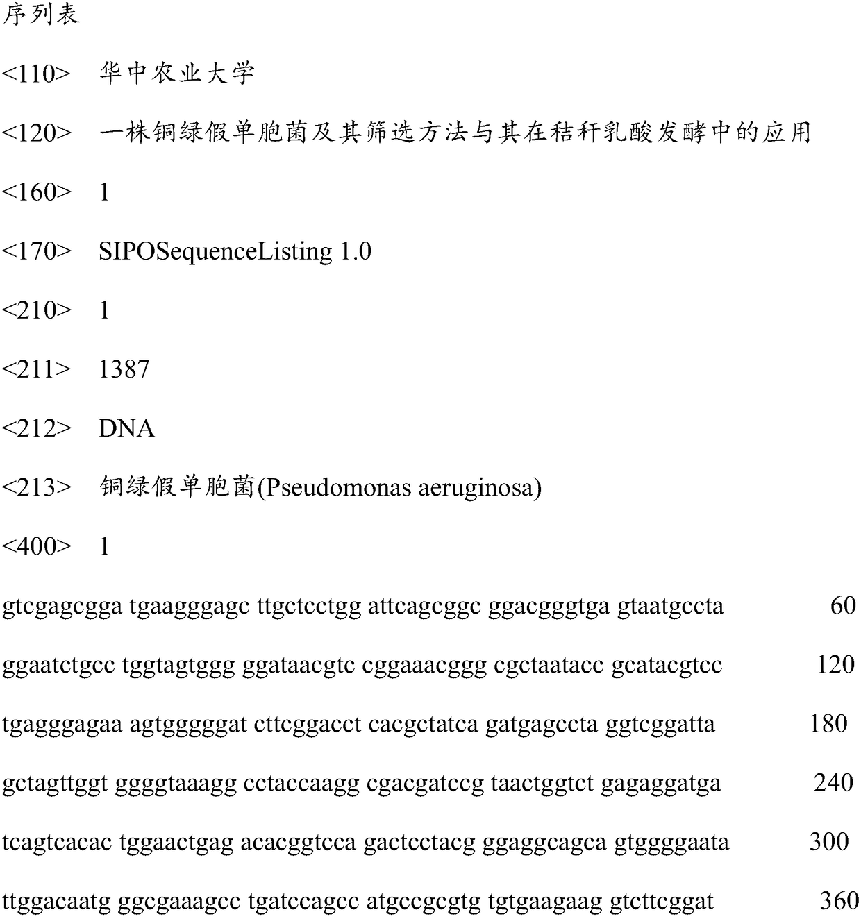 Pseudomonas aeruginosa, method for screening same and application of pseudomonas aeruginosa to lactic acid fermentation on straw