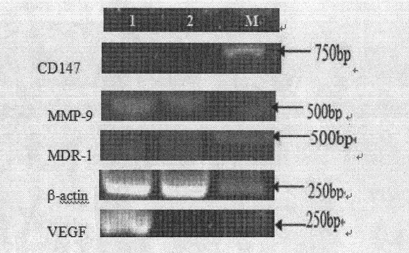 Targeted human CD147 small molecule RNA interference sequence and use thereof