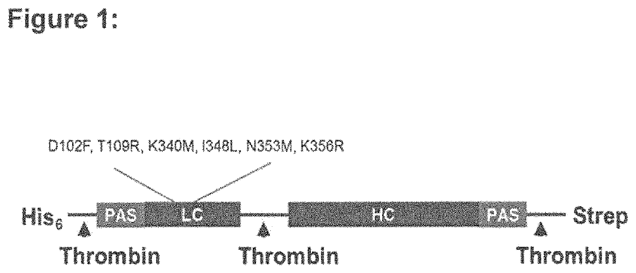 Recombinant botulinum neurotoxins with increased duration of effect