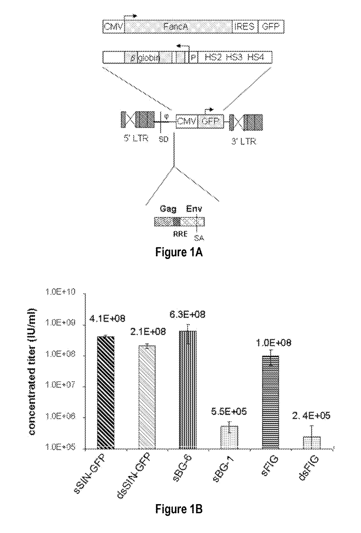 Fetal hemoglobin for genetic correction of sickle cell disease