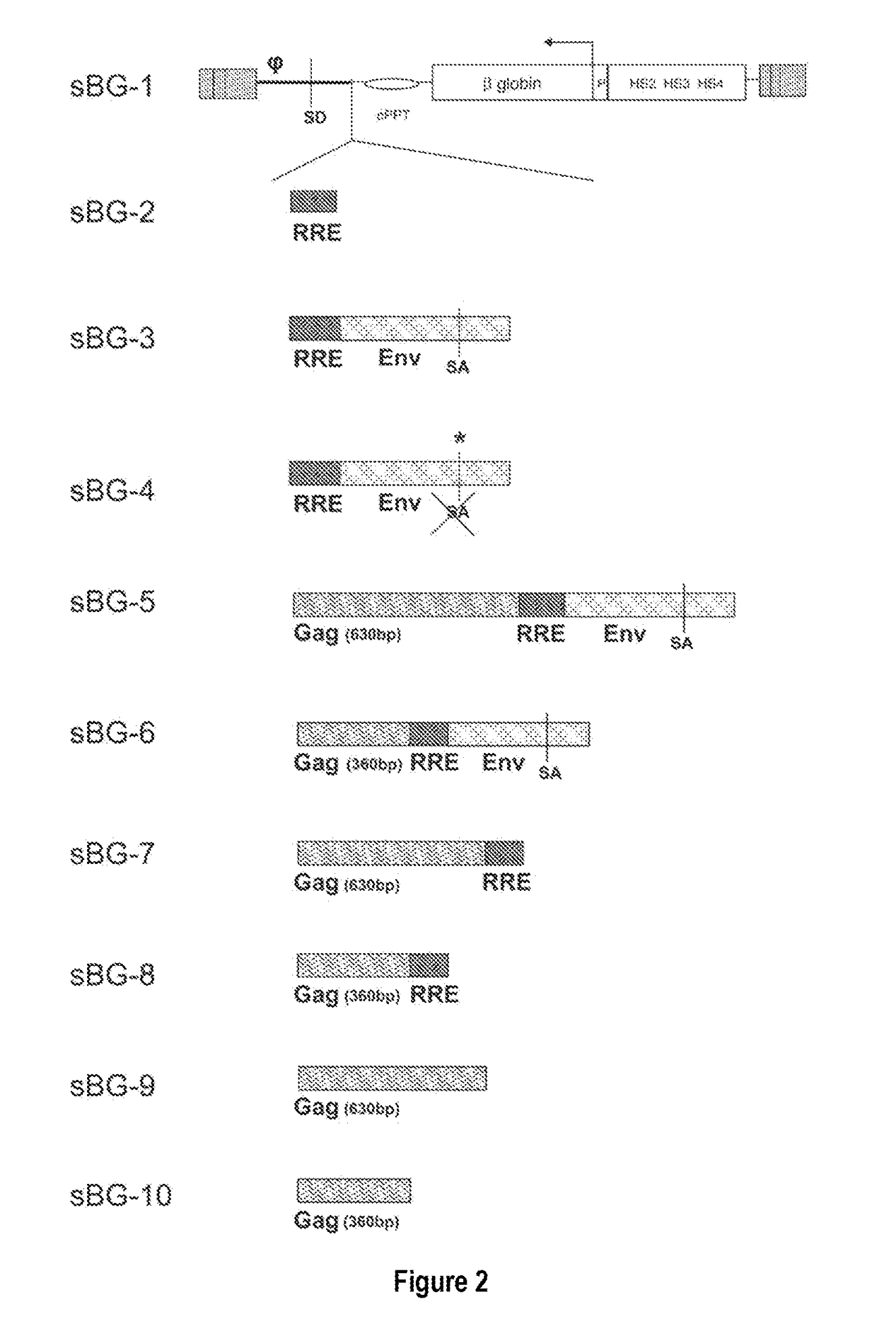 Fetal hemoglobin for genetic correction of sickle cell disease