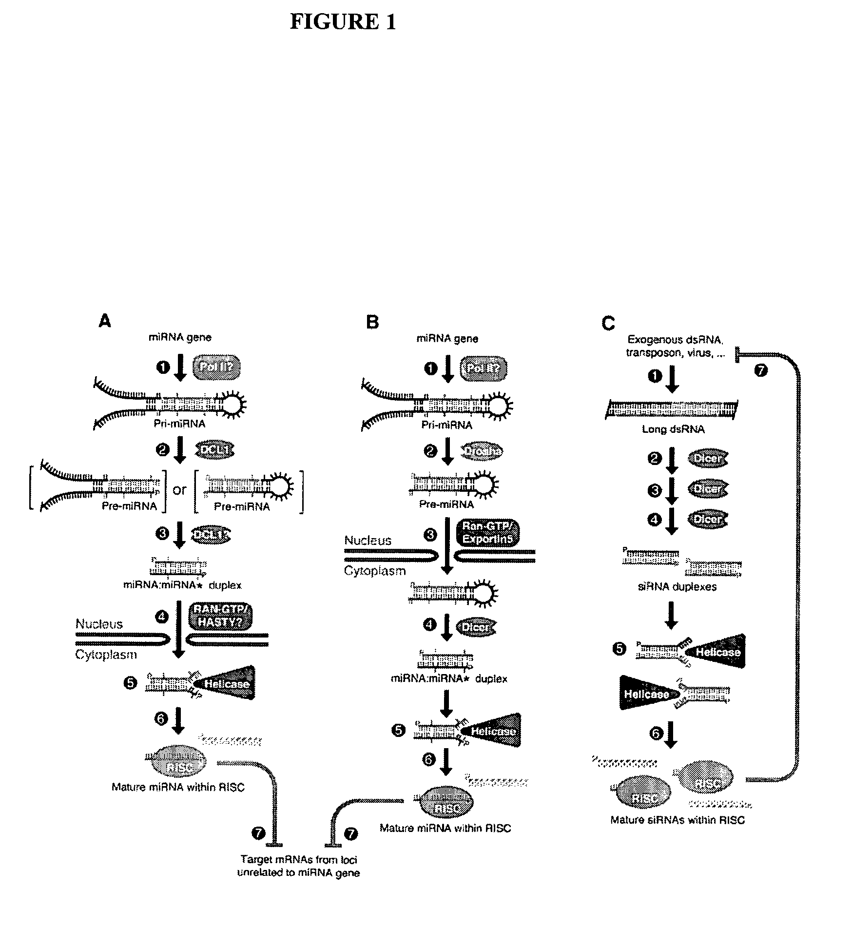 Liver cancer-related nucleic acids