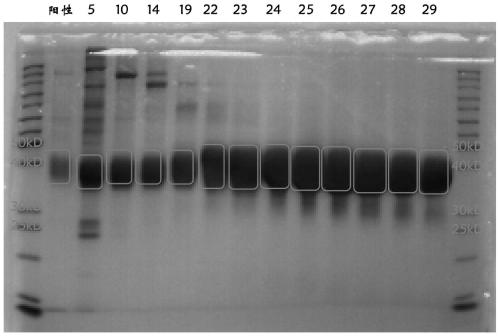 TROP2 chimeric antigen receptor, T cell, and preparing method and application of thereof