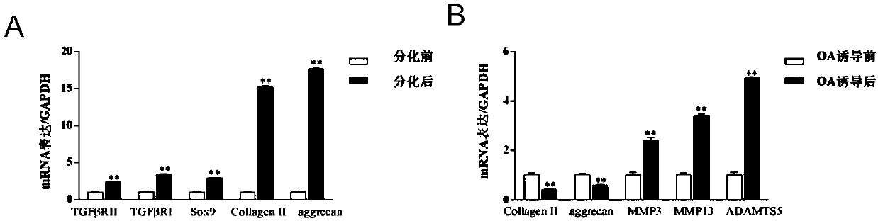 Method for establishing osteoarthritis osteoclast-like cell model of mesenchymal stem cells after cartilage differentiation through two-step method