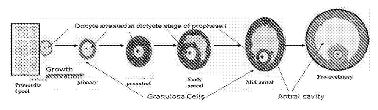 Methods of in vitro Oocyte Development