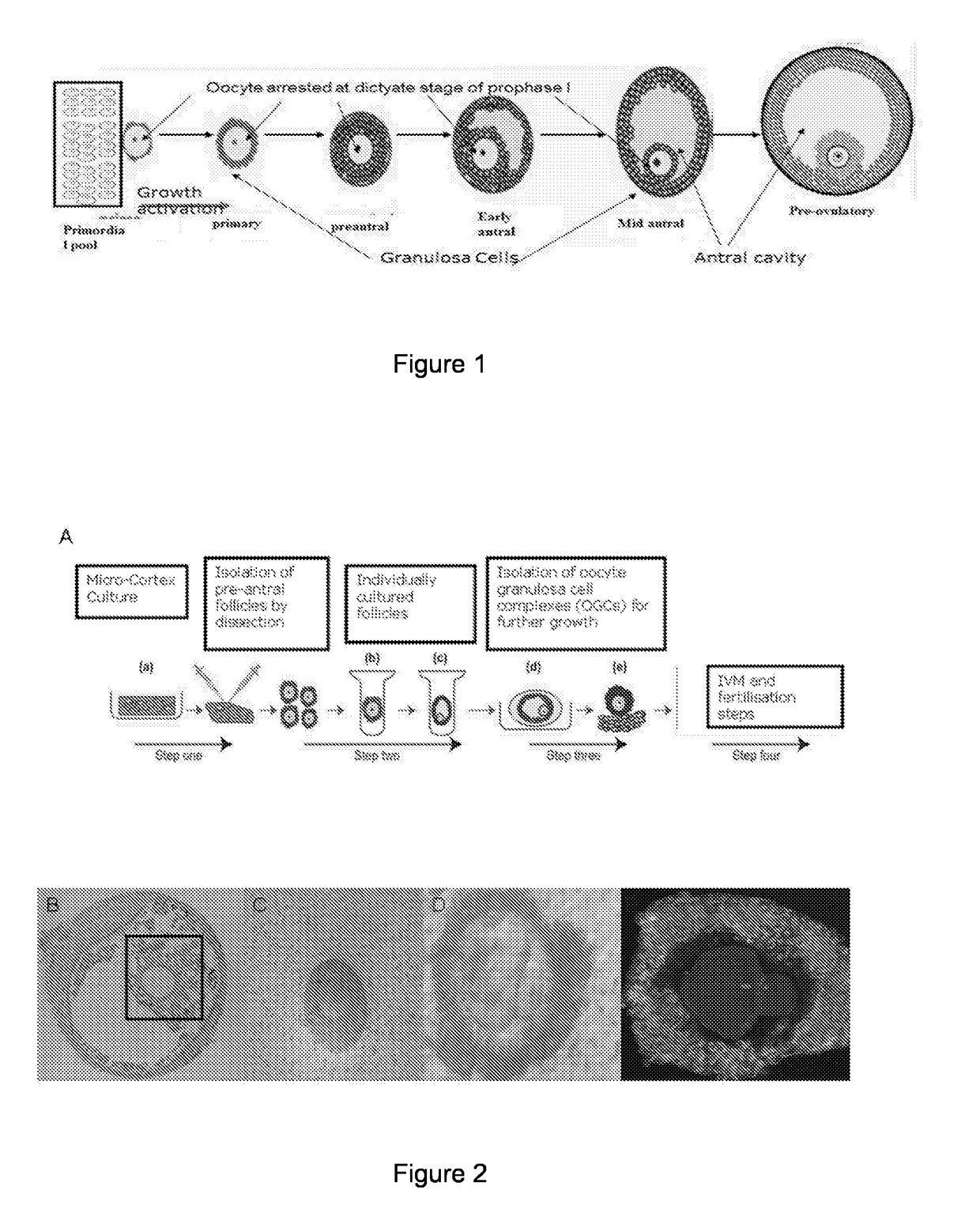 Methods of in vitro Oocyte Development