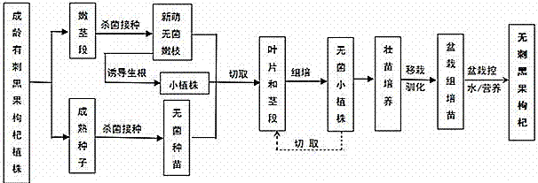 Method for cultivating thornless Lycium ruthenicum Murr.