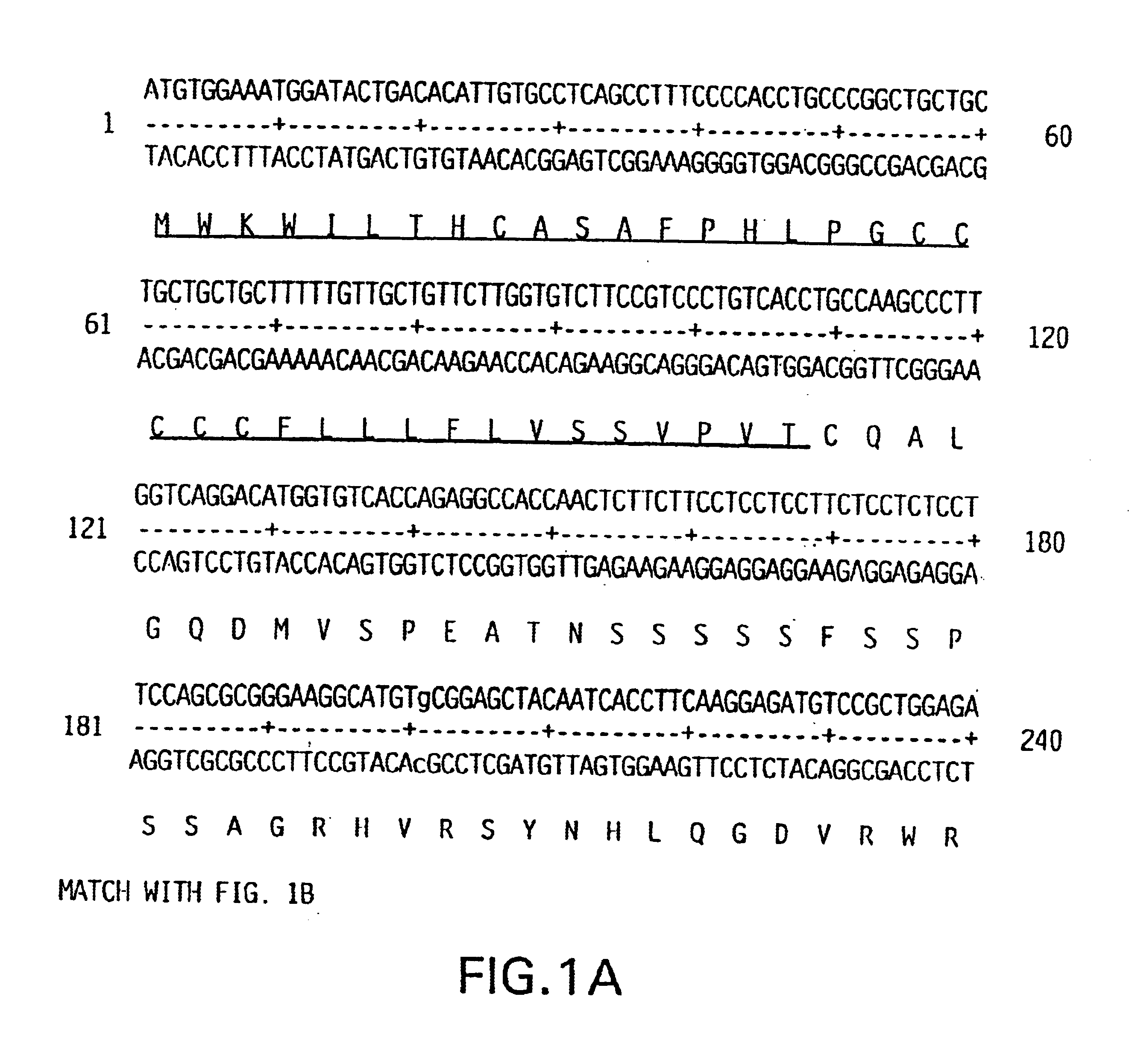 Keratinocyte growth factor-2