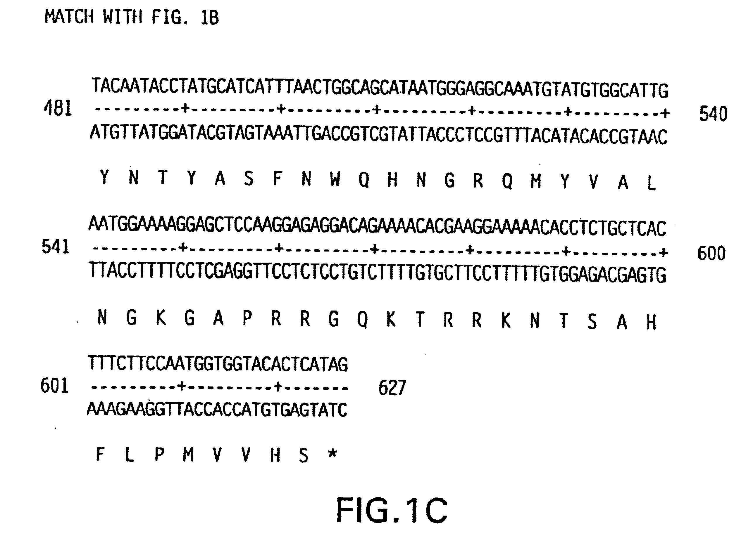 Keratinocyte growth factor-2