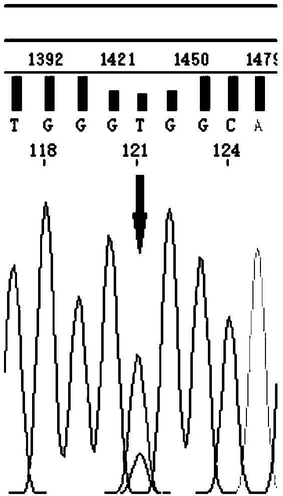 BEST1 novel mutation disease-causing gene for retinosis diseases and kit thereof