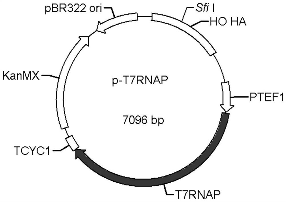 T7 expression system based on cytoplasm line plasmids and method for expressing protein in yeast by T7 expression system