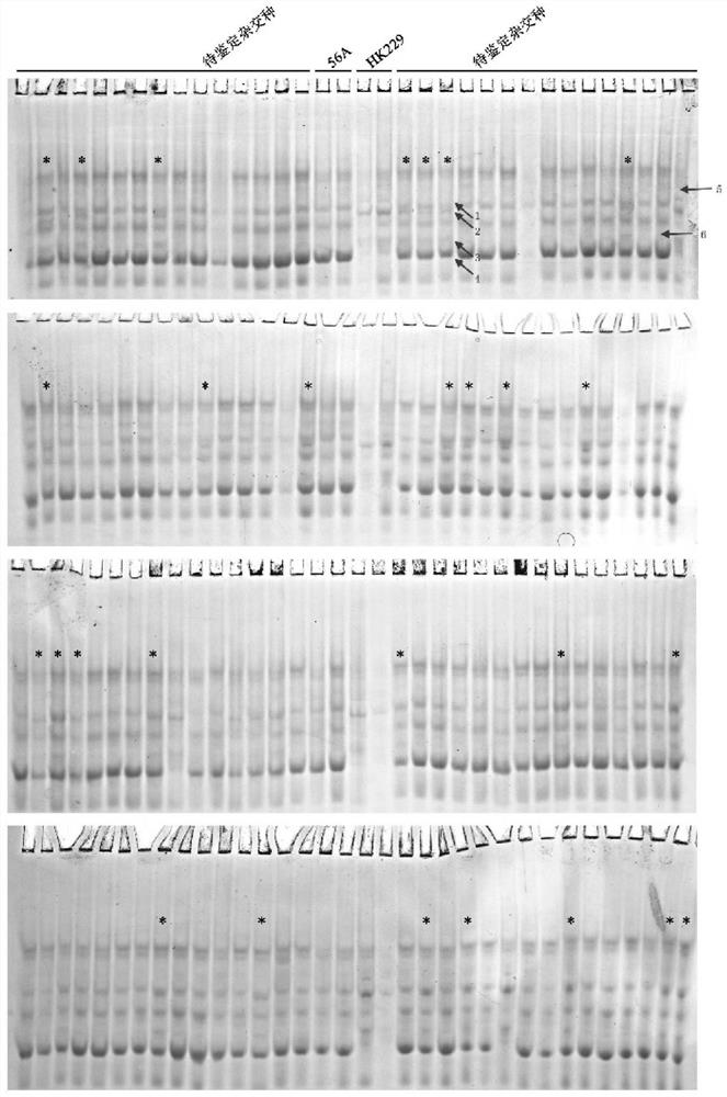 Purity identification method of millet hybrid based on single-grain prolamin extraction and detection technology