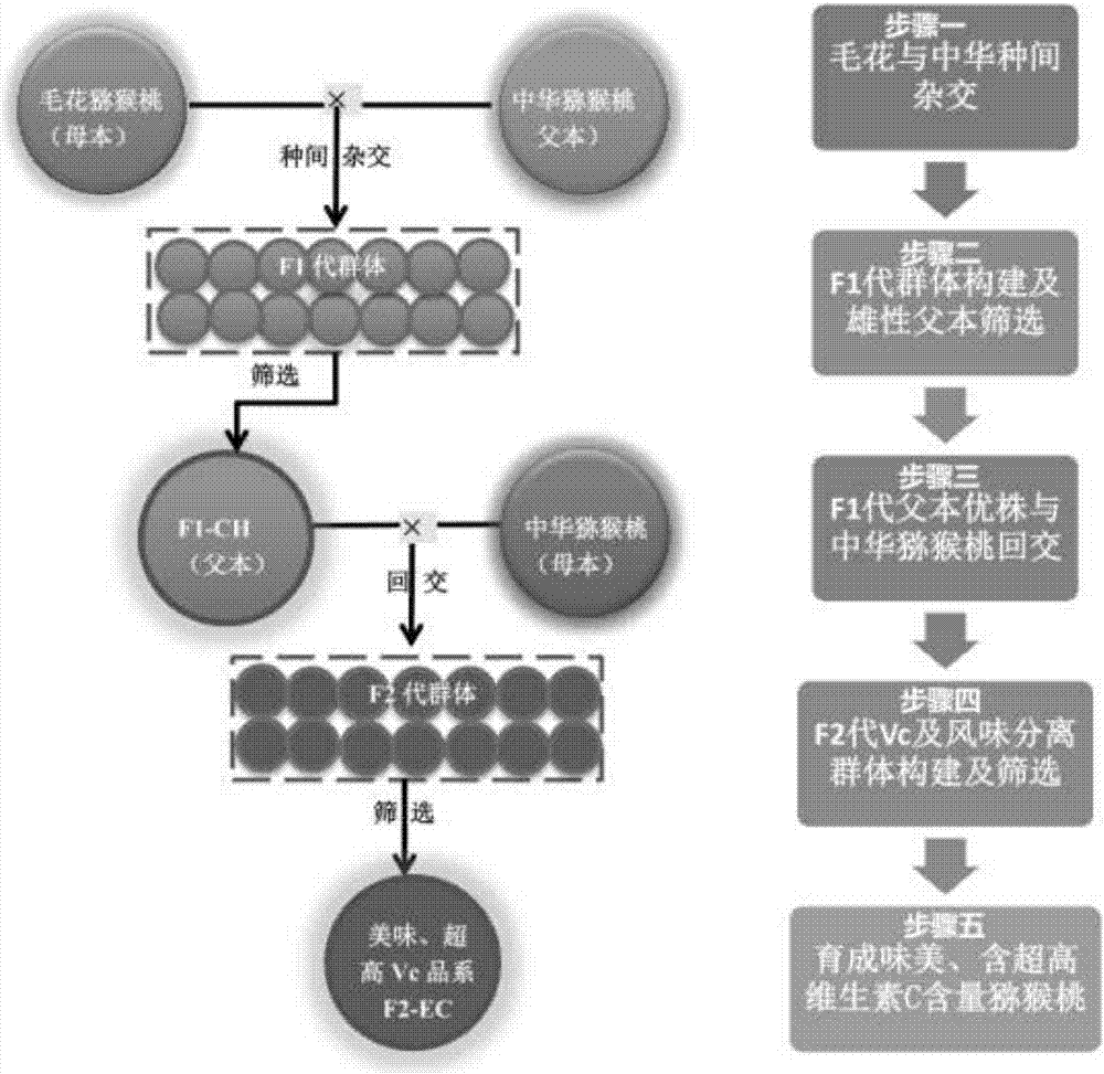 Method for culturing new lines of superhigh vitamin C Kiwi berry