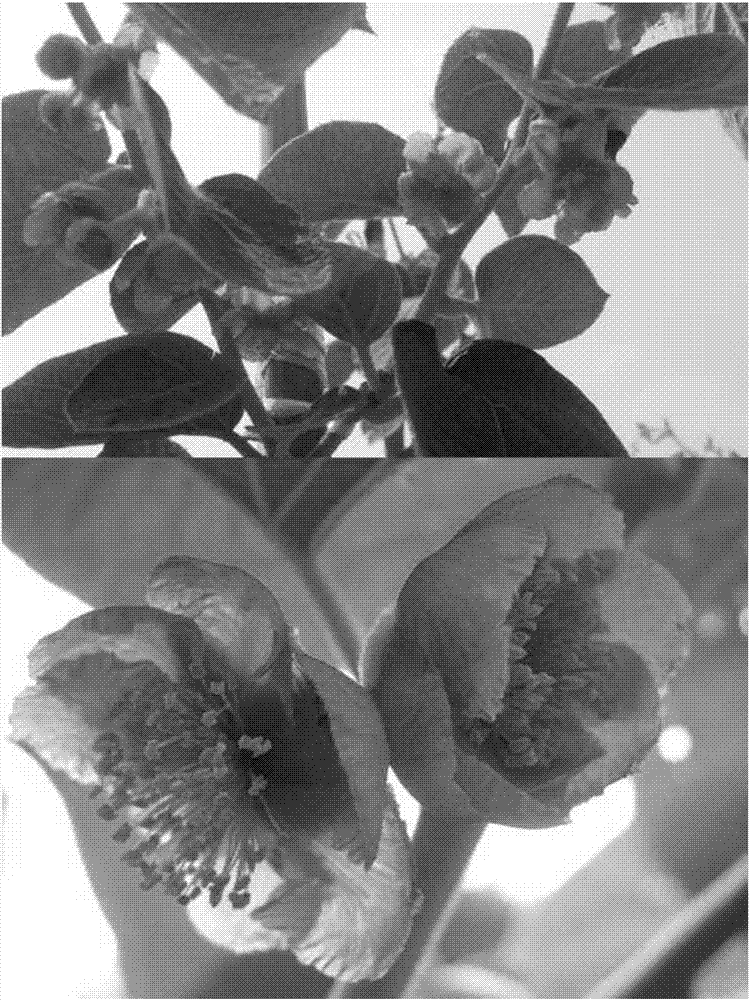 Method for culturing new lines of superhigh vitamin C Kiwi berry