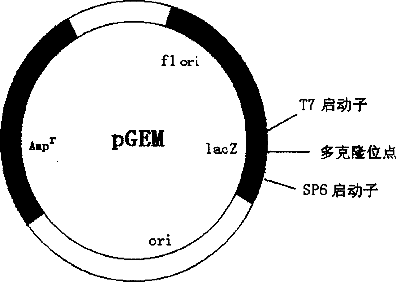 New multifunctional coli bacillus nonfusion protein expressing carrier and its ase