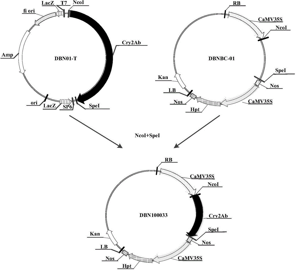 Application of insecticidal protein