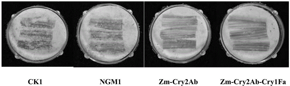 Application of insecticidal protein