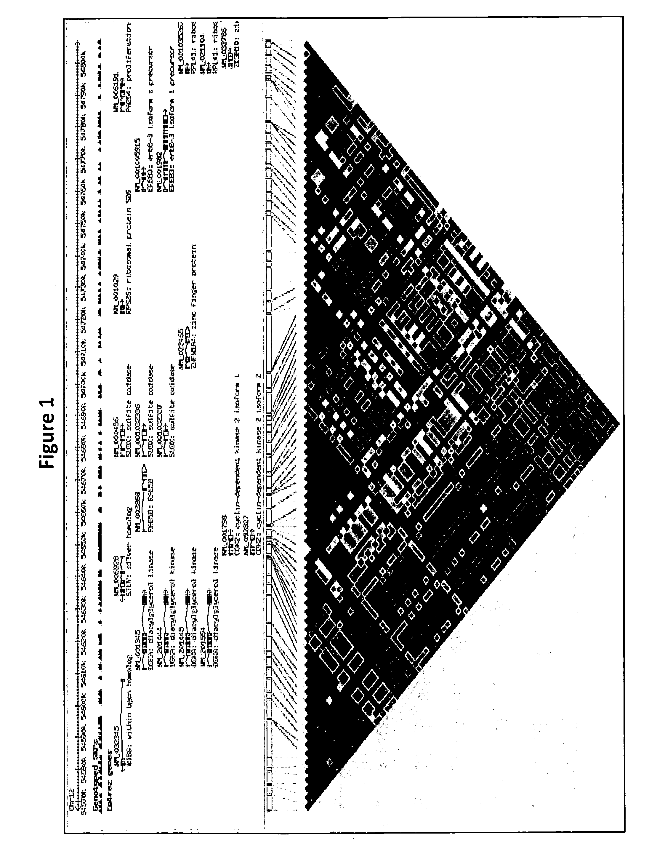 Genetic Alterations on Chromosome 12 and Methods of Use Thereof for the Diagnosis and Treatment of Type 1 Diabetes