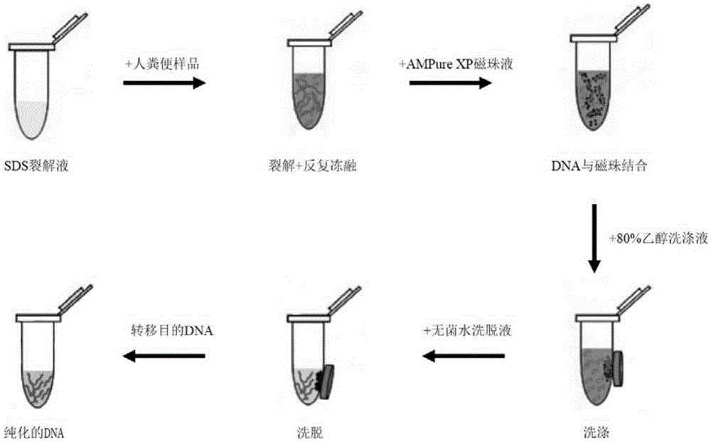 Simple method for fast extracting human fecal bacterium DNA