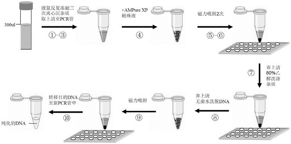 Simple method for fast extracting human fecal bacterium DNA