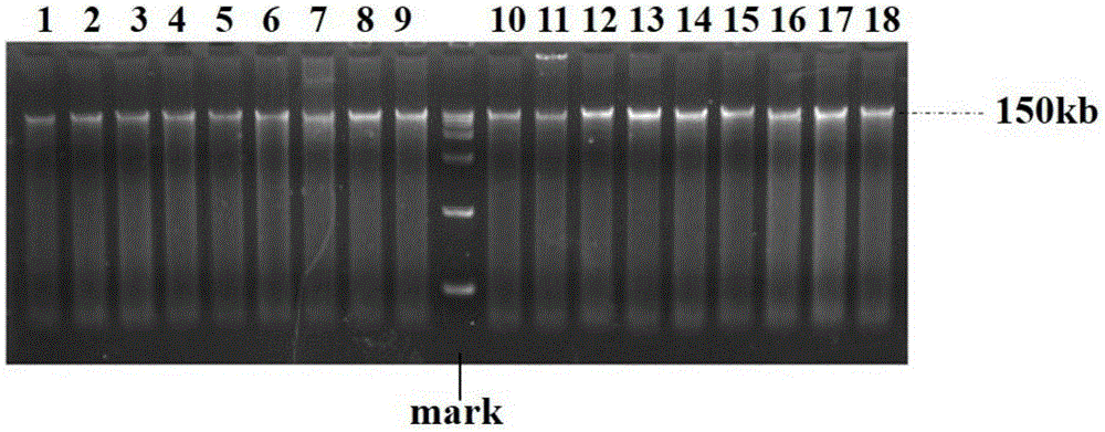 Simple method for fast extracting human fecal bacterium DNA