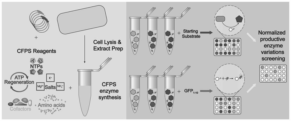 Method for quantitatively detecting target protein yield of cell-free protein synthesis system and method for screening zymoprotein with high catalytic activity