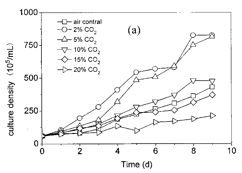 Hydrogen manufacturing method for high-density culture and hydrogen production integration of platymanas subcordiformis