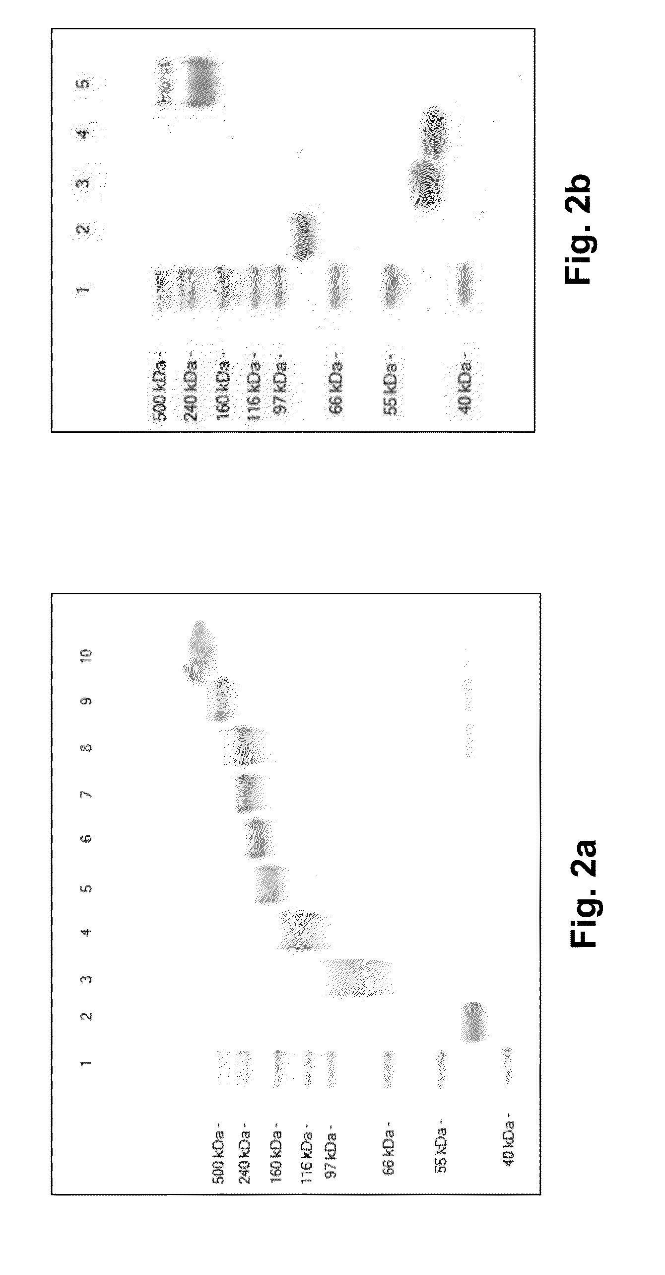 Factor VII Conjugates