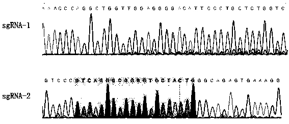 Gene sequence for effectively inhibiting Type II PRRSV (porcine reproductive and respiratory syndrome virus) infection and application thereof