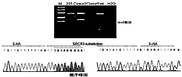 Gene sequence for effectively inhibiting Type II PRRSV (porcine reproductive and respiratory syndrome virus) infection and application thereof