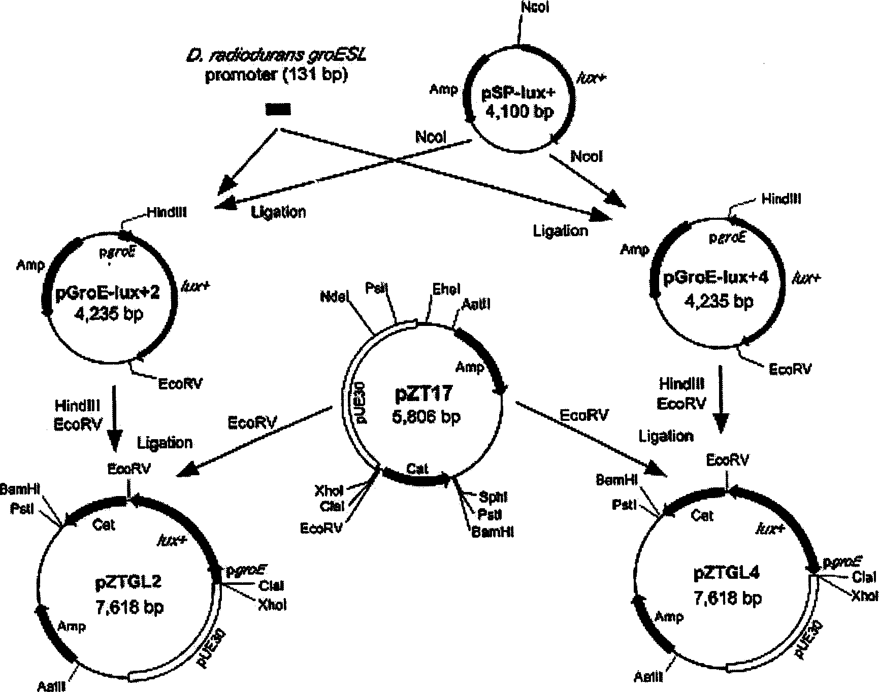 Shuttle vector between antiradiation bacterium and colibacillus and its construction process