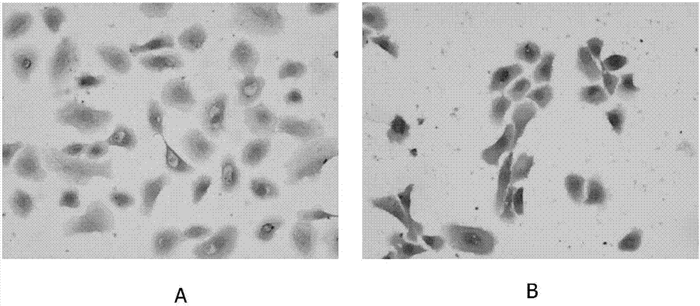 Method for building tissue engineered skin by composite DED (de-epidermidalized dermis) of amnion endothelial cells