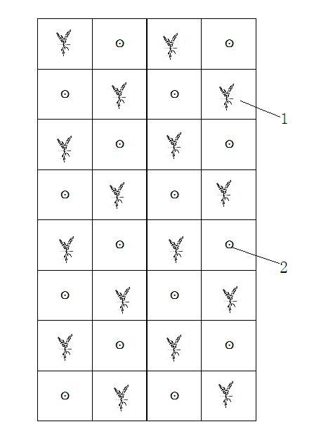 Interplanting and rotation cultivation method for konjac and corn