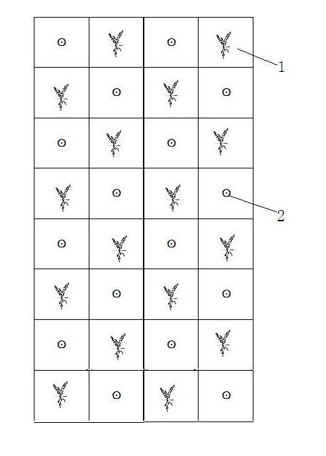 Interplanting and rotation cultivation method for konjac and corn