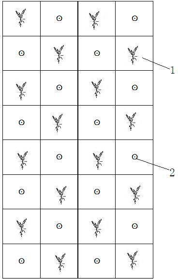 Interplanting and rotation cultivation method for konjac and corn