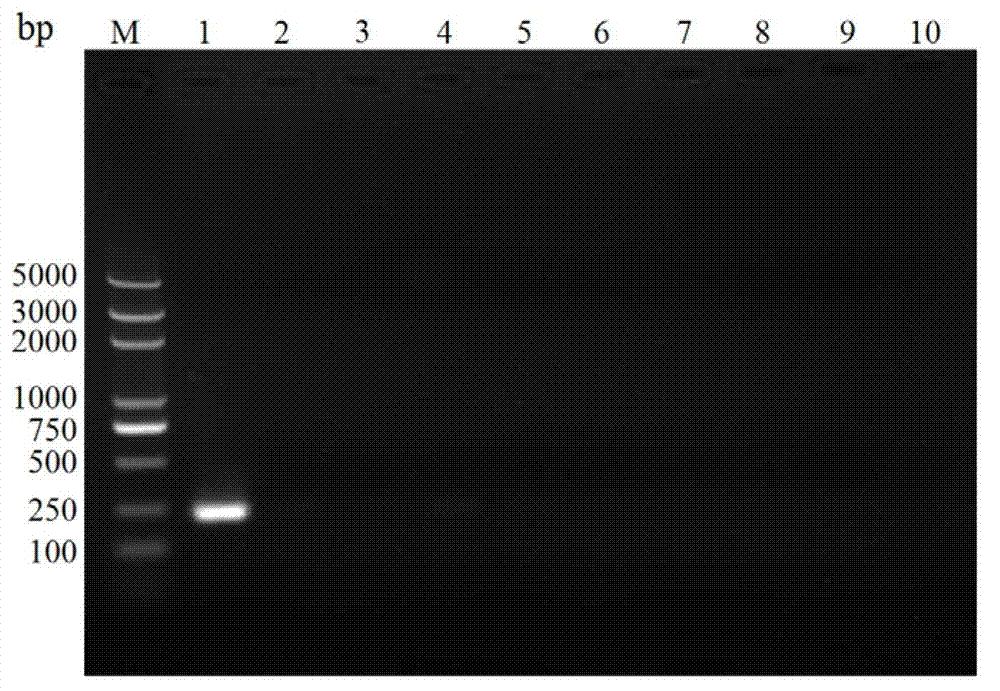 A pair of Paraleyrodes pseudonaranjae Martin specific SS-COI primers, rapid PCR detection method and kit