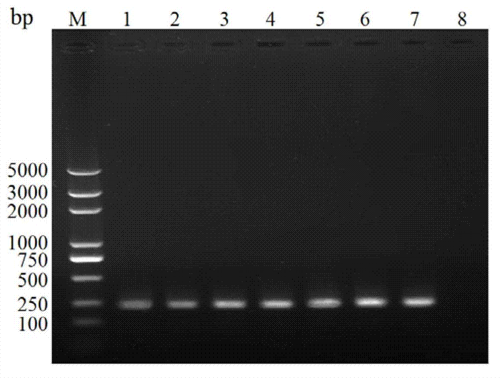 A pair of Paraleyrodes pseudonaranjae Martin specific SS-COI primers, rapid PCR detection method and kit