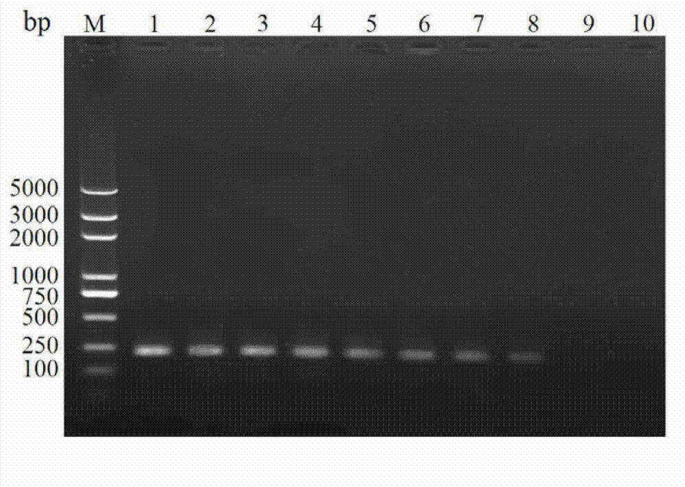 A pair of Paraleyrodes pseudonaranjae Martin specific SS-COI primers, rapid PCR detection method and kit